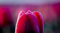 tulp met waterdruppeltjes in de ochtendzon