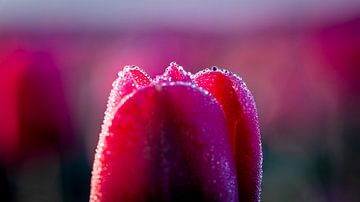 tulp met waterdruppeltjes in de ochtendzon van Gerrit Bikker