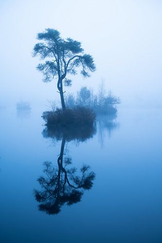 Blauw bij de Oisterwijkse Bossen en Vennen