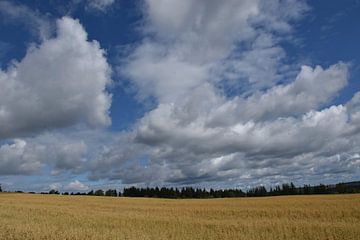 Een veld van haver in de herfst van Claude Laprise