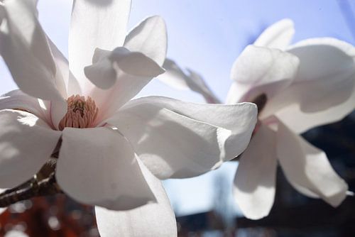Bloeiende magnolia