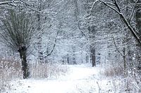 Atmosphères hivernales
