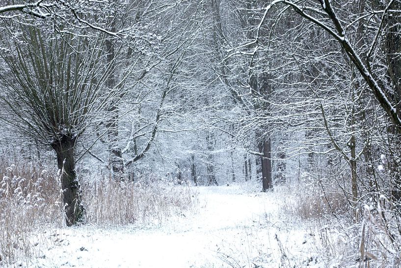 Winter-Atmosphären von Peter Kuipers