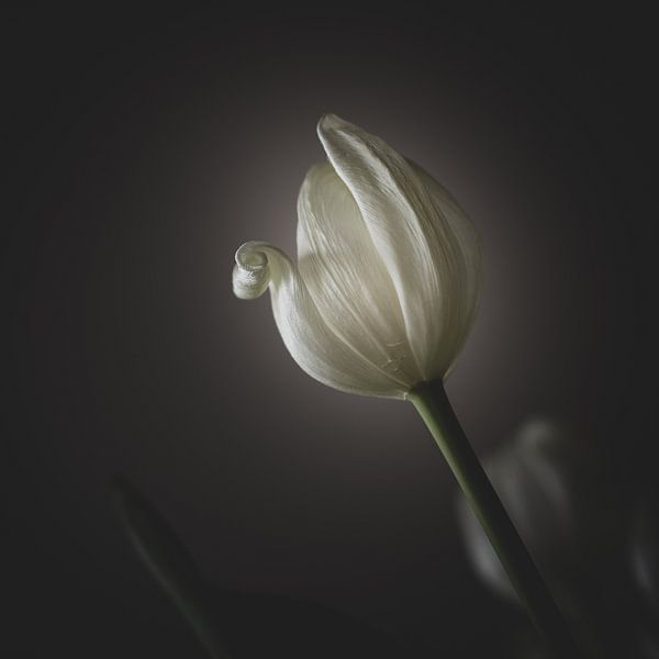 Eine blühende weiße Tulpe im Licht von Jefra Creations