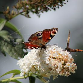 Vlinders sur Ilona Beekman