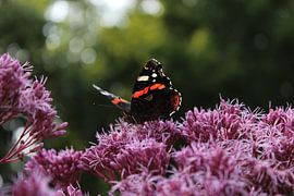 Vlinder op paarse plant van Bianca van Dijk