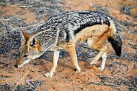 Chacal à chabraque dans le Kalahari