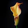 Gelborange Calla-Lilie (Zantedeschia), der Blütenkopf ist geformt von Maren Winter