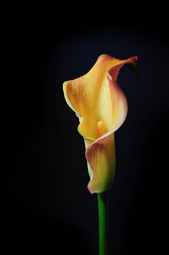 Gelborange Calla-Lilie (Zantedeschia), der Blütenkopf ist geformt