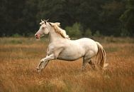 Het witte paard 1 van Jaimy Michelle Photography thumbnail