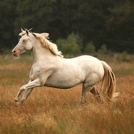 Het witte paard 1 van Jaimy Michelle Photography