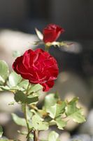Rode roos