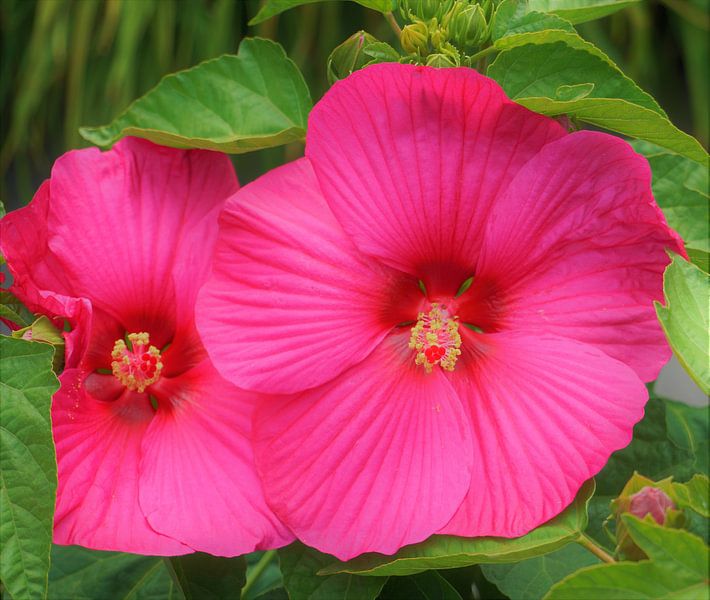 (Nature) Pink lady by Patrick Sanders