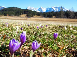Frühlingszauber am Geroldsee – zarte Krokusblüten, ruhiges Wasser und beeindruckende Bergkulisse. Ein romantisches Alpenmotiv voller Farbe und Ruhe.