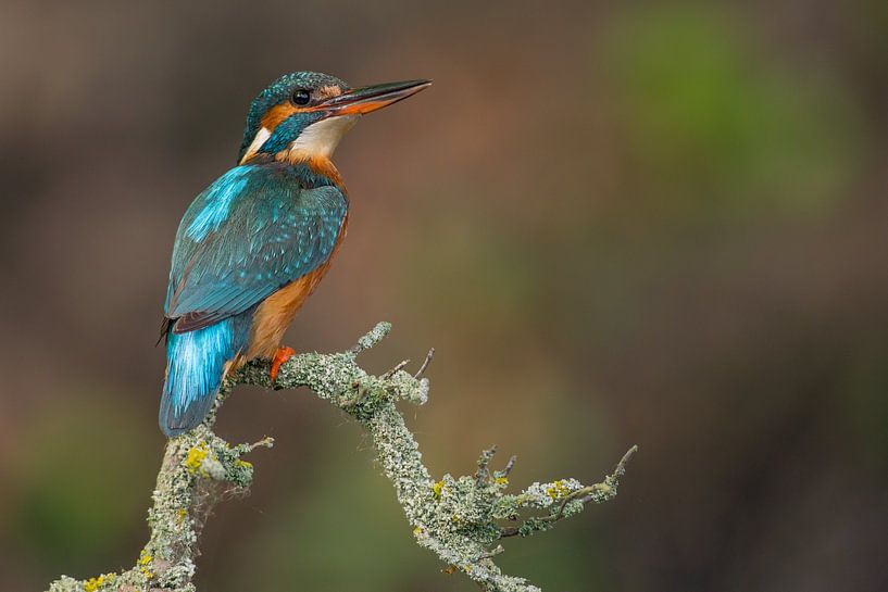 Martin-pêcheur sur branche dans le Lancer par Jeroen Stel