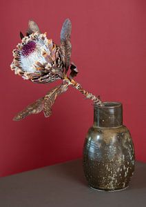 Protea in brauner Vase von Floris Kok