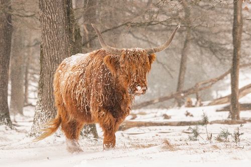 Schotse Hooglander in de sneeuw.