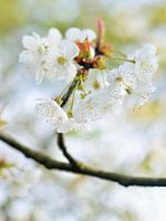 Spring-feelings
