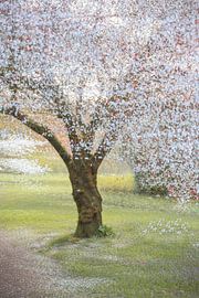 Arboretum Part 46 by Tania Perneel