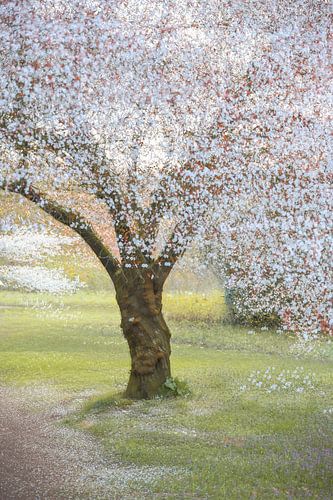 Arboretum Teil 46 von Tania Perneel