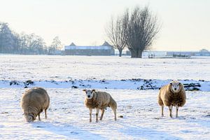 Schapen in de sneeuw van Dennis van de Water