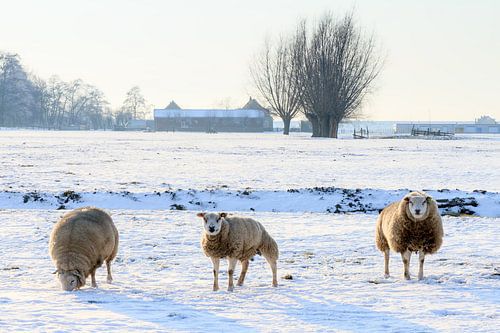 Schapen in de sneeuw