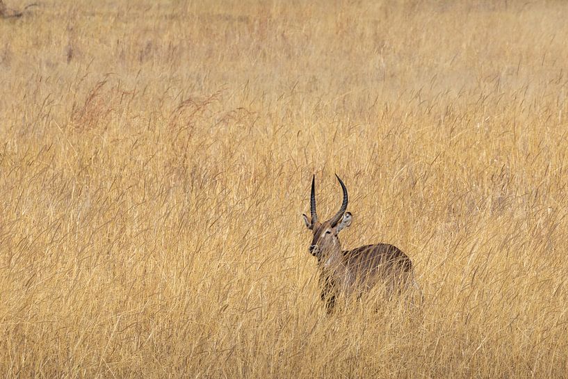 Springbok van GoWildGoNaturepictures