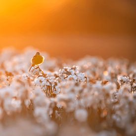 Vogel im Blumenfeld bei Sonnenuntergang von Paula Darwinkel