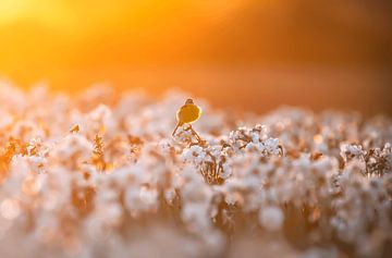 Vogel in bloemenveld bij zonsondergang van Paula Darwinkel