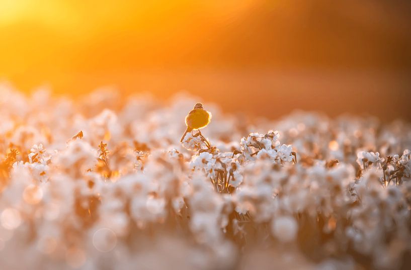 Bird in flower field at sunset by Paula Darwinkel