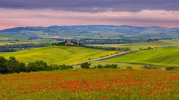 Poppies at Poggio Covili by Henk Meijer Photography