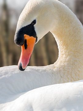 White mute swan up close by Jolanda Aalbers