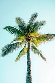 Palmier Ciel sur Poster Art Shop