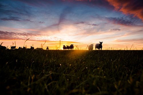 Sheep in the meadow at sunset