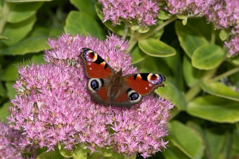 _DSC9155 von Bart Verdijk