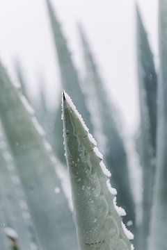Aloe Vera plant in de sneeuw