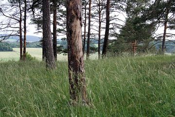 Forest in summer with lots of meadow