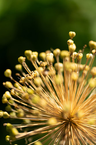 Dried allium in a graphic radial pattern