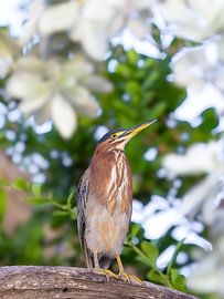 Green heron by nederland_natuur