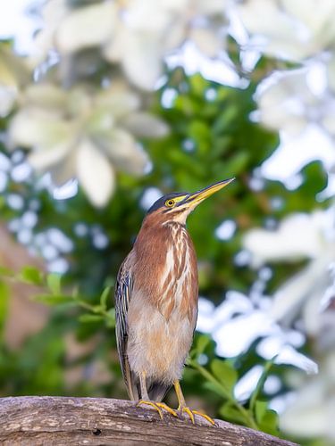 Grüner Reiher von nederland_natuur