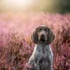 Kortharige Duitse staande puppy in paarse heide - hond van Femke Ketelaar