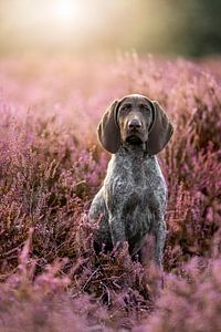 Chiot allemand à poil court en bruyère violette