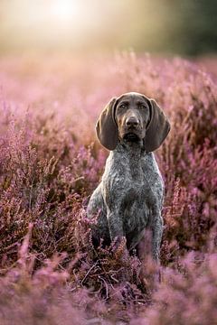 Short-haired German pointer puppy in purple heather by Femke Ketelaar