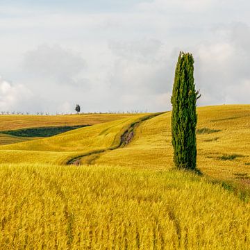 Tuscan Wheat Field van Teun Ruijters