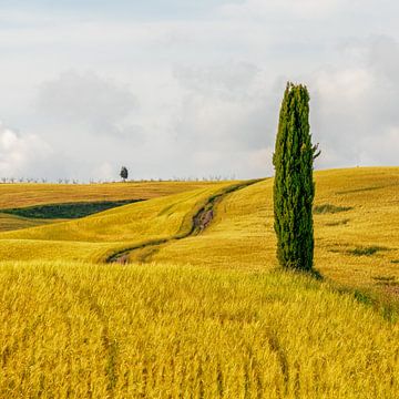 Toskanisches Weizenfeld von Teun Ruijters