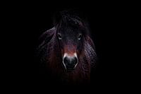 Exmoor Pony