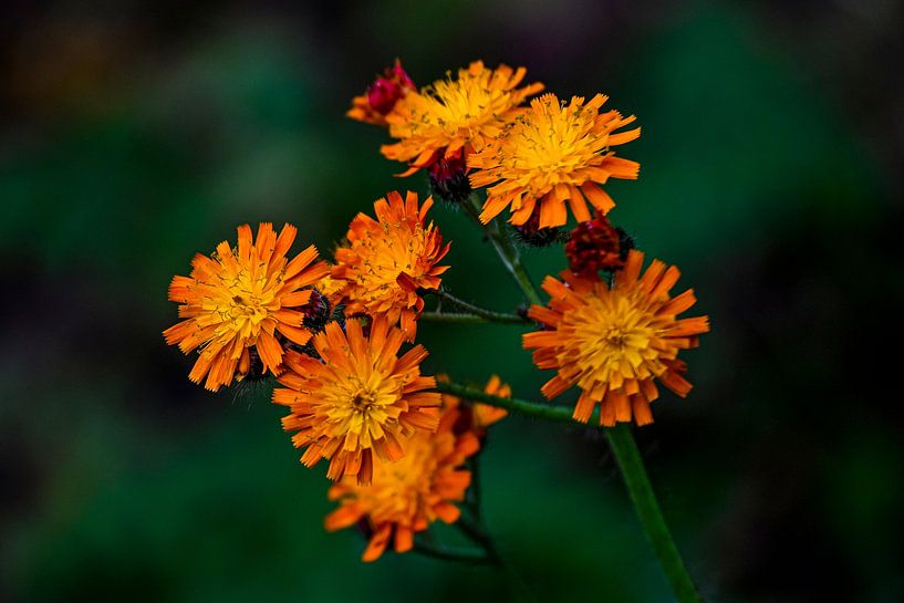#Flowers by Hannie Berkers-Looijmans