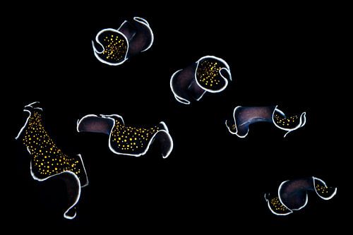 Im nächtlichen Riff