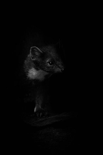 The marten by Lens_en_Dier/Vizier Fotografie