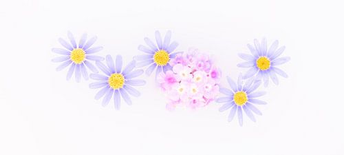 Composition of lilac-coloured flowers with small pink florets